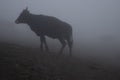 Black bull standing in thick fog on mountain slope in overcast. Gloomy sinister mountain landscape with silhouette of strong.