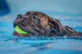 Black Bulldog dog swimming through clear blue water with a yellow ball in their mouth Royalty Free Stock Photo