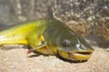 Black bullhead or black bullhead catfish, Ameiurus melas out of water