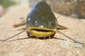 Black bullhead or black bullhead catfish, Ameiurus melas out of water