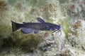 Black bullhead Catfish Ameiurus melas underwater