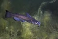 Black bullhead Catfish Ameiurus melas underwater photography Royalty Free Stock Photo