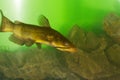 Black Bullhead, Ictalurus melas catfish Royalty Free Stock Photo