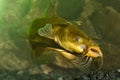 Black Bullhead, Ictalurus melas catfish Royalty Free Stock Photo