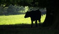 Black Bullock resting in the shade of summer trees