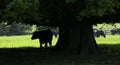 Black Bullock resting in the shade of summer trees