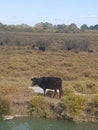 Black bulls native to the Camargue cattle breed Royalty Free Stock Photo