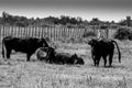 Black bulls on a ranch in Camargue Royalty Free Stock Photo