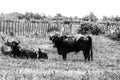 Black bulls on a ranch in Camargue Royalty Free Stock Photo