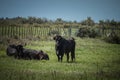 Black bulls on a ranch in Camargue Royalty Free Stock Photo