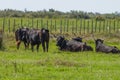 Black bulls on a ranch in Camargue Royalty Free Stock Photo