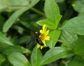 A black bumble bee collecting nectar from yellow flower Royalty Free Stock Photo