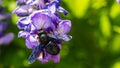 Black bumblebee above the blue wisteria flowers Royalty Free Stock Photo