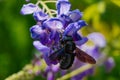 Black bumblebee above the blue wisteria flowers Royalty Free Stock Photo