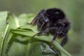 Black bumblebee on green grass