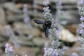 A black bumblebee on a lavender flower Royalty Free Stock Photo