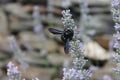 A black bumblebee on a lavender flower