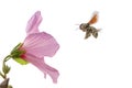 black bumblebee pollinating a pink hibiscus flower