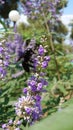 Black bumblebee pollinating a purple garden flower