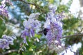 A black bumblebee sits on a wisteria flower in the garden.