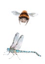 Flying bumblebee and blue frostbite. Watercolor on white background