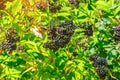 Black bunches of ripe black elderberry, medicinal plant, lung diseases, coronavirus treatment, natural remedies Royalty Free Stock Photo
