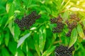 Black bunches of ripe black elderberry, medicinal plant, lung diseases, coronavirus treatment, natural remedies Royalty Free Stock Photo