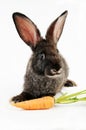 Black bunny Royalty Free Stock Photo