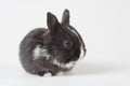 Black bunny Royalty Free Stock Photo