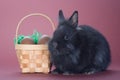 Black bunny with chocolate eggs Royalty Free Stock Photo