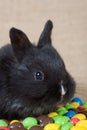Black bunny and chocolate eggs