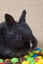 Black bunny and chocolate eggs Royalty Free Stock Photo