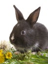 Black bunny and flowers Royalty Free Stock Photo