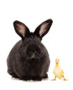 Black bunny and funny duckling Royalty Free Stock Photo