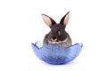 Black bunny in a glass bowl