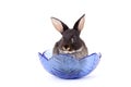 Black bunny in a glass bowl Royalty Free Stock Photo