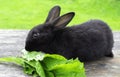 Black bunny rabbit outdoors. Little, cute, sit on wood table, eat leav in garden