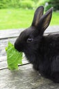 Black bunny rabbit outdoors. Sit on wood table and eat leav in garden