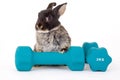 Black bunny and a weight Royalty Free Stock Photo