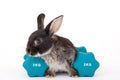 Black bunny and a weight Royalty Free Stock Photo
