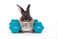 Black bunny and a weight Royalty Free Stock Photo