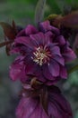 Black burgundy brown Delila hellborus blooms in the spring garden