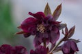 Black burgundy brown hellborus blooms in the spring garden