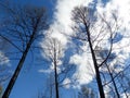 Black burnt trees and branches and white clouds and blue sky as a background Royalty Free Stock Photo