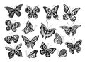 Black butterflies. Drawing butterfly silhouette, nature elements. Gorgeous artwork ornate wings different forms