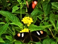 Black butterflies on a flower.