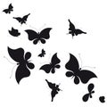 Black butterfly, isolated on a white
