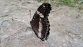 Black butterflies perched on the ground