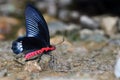 Black butterfly Royalty Free Stock Photo