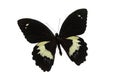 The Black Butterfly 4 Royalty Free Stock Photo